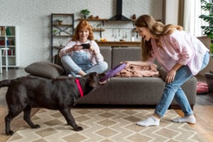Dog Training Charlotte NC