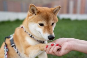 Dog Training New Orleans LA