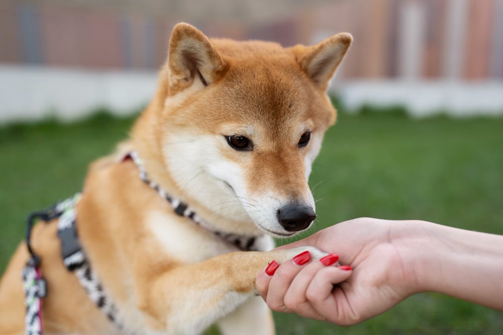 Dog Training New Orleans LA
