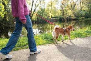 Dog Trainer Aurora IL