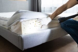 Bed Bug Removal
