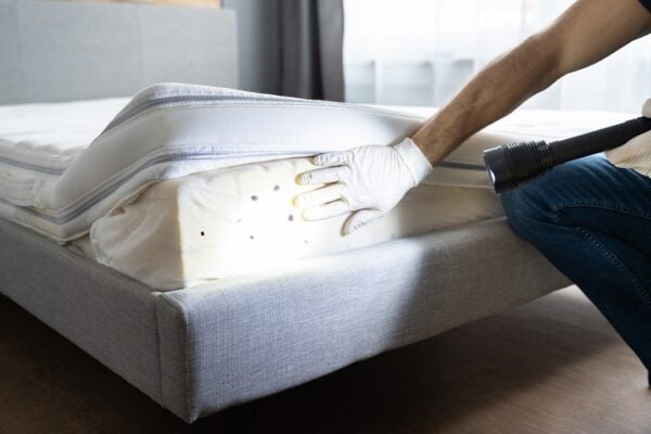 Bed Bug Removal
