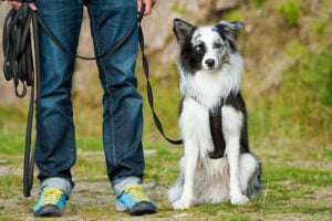 Dog Trainer in Baltimore MD