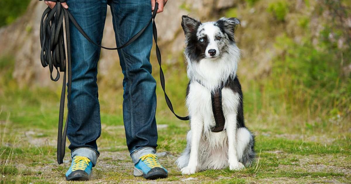 Dog Trainer in Baltimore MD