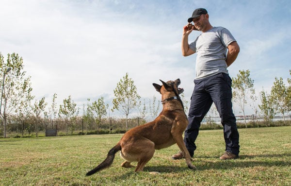 Dog Training Annapolis MD