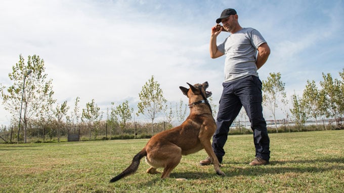 Dog Training Annapolis MD