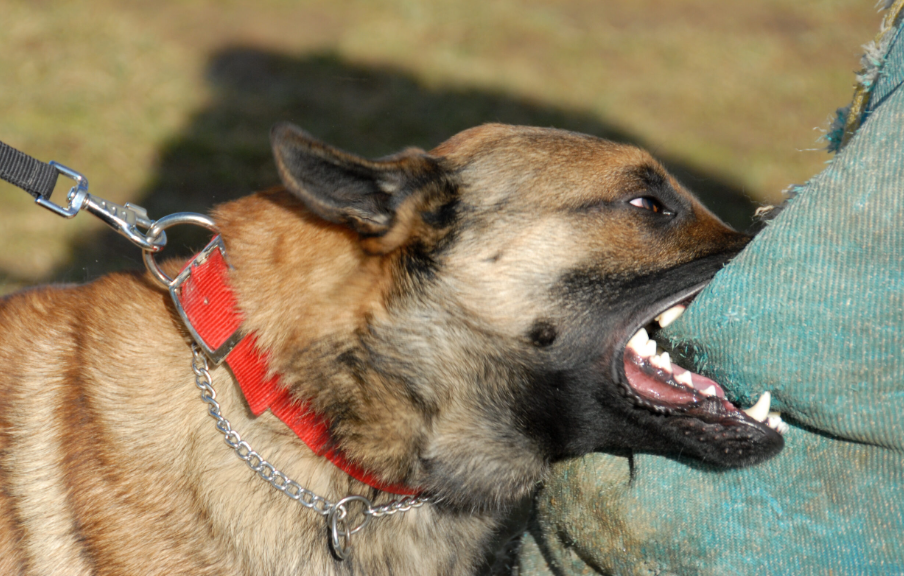 dog