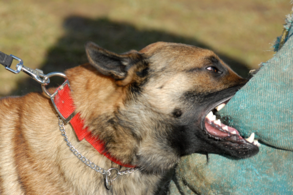 dog bite lawyer