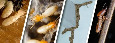 Termite Control Treatment
