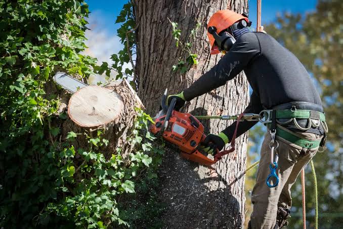 Tree Maintenance Services