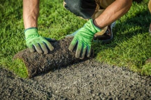 Turf Management