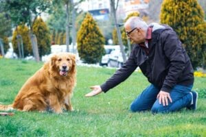 Dog training Naperville IL