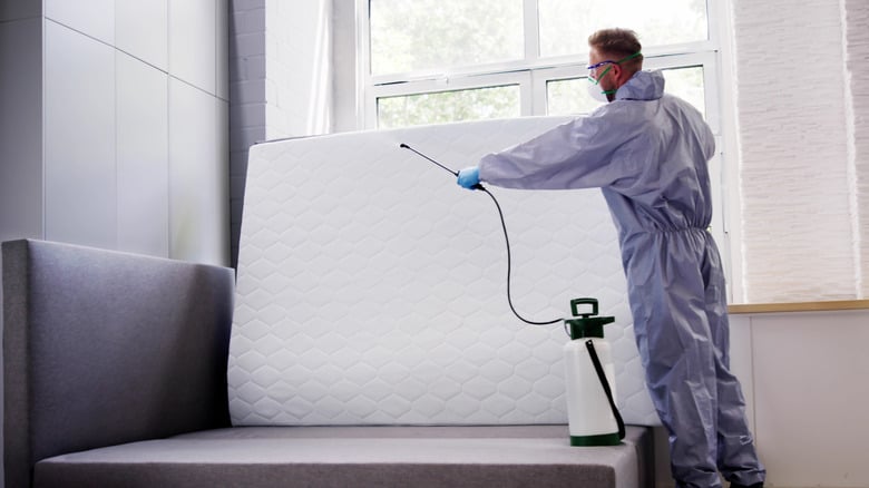 bed bugs removing