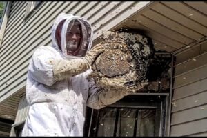 bee wasp removal