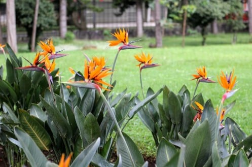 flowering shrubs