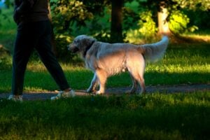 Dog Trainer Long Island