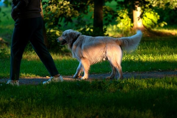 Dog Trainer Long Island