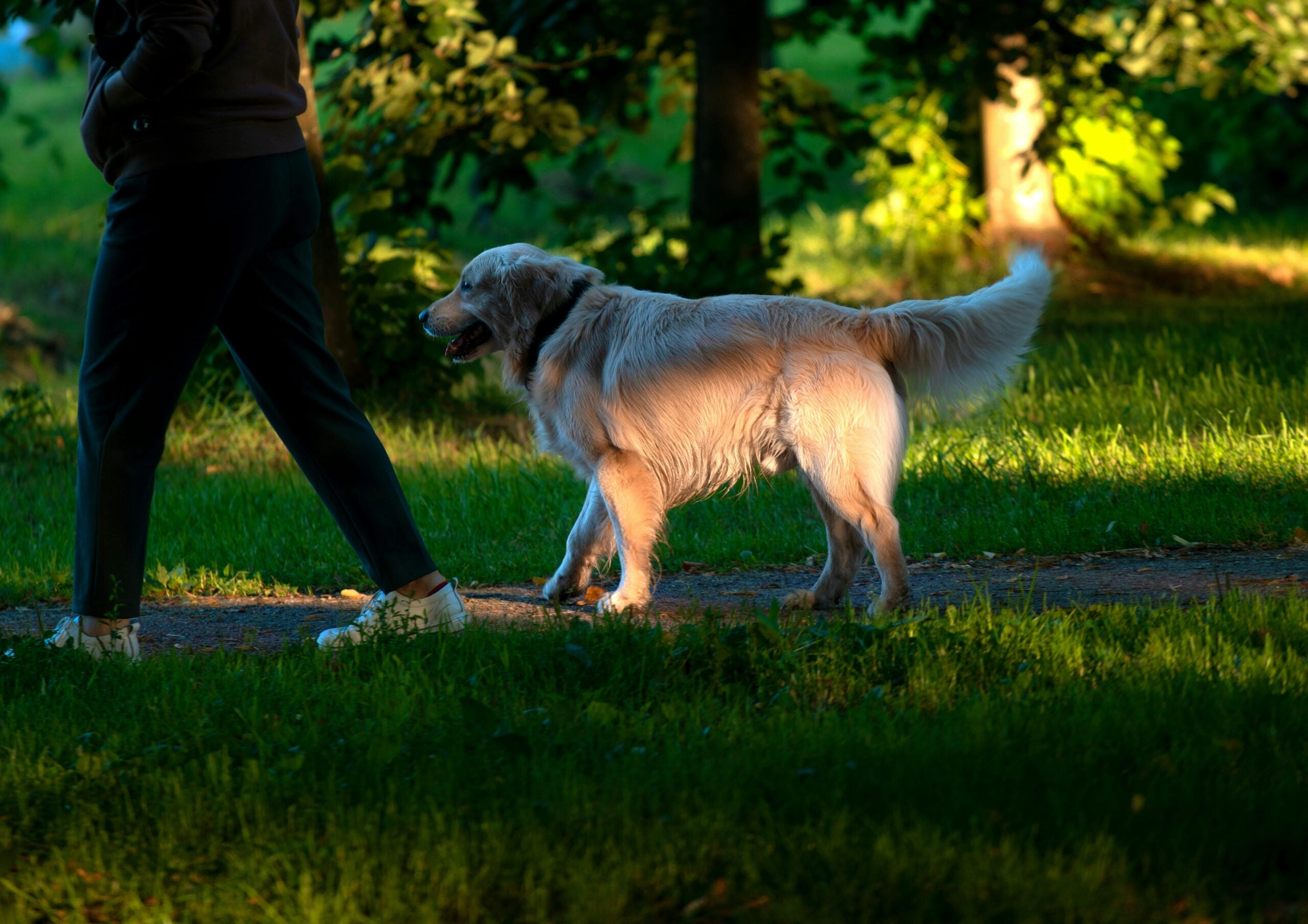 Dog Trainer Long Island