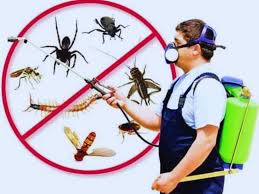 pest control treatment