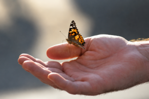 Butterfly Releases