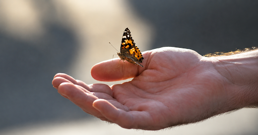 Butterfly Releases
