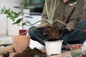 low maintenance plants