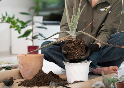 low maintenance plants